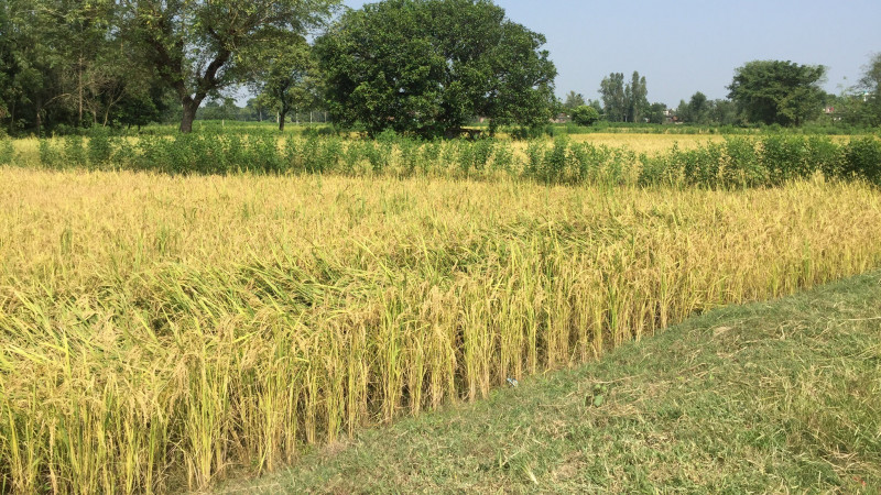 मधेश प्रदेशमा साढे १३ लाख  मेट्रिक टन धान उत्पादन